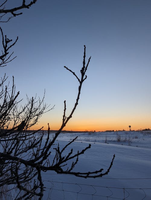 Sunset over the snow covered field with a tree in the foreground