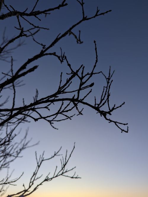 Free Silhouette of bare tree branches against a blue twilight sky, evoking a serene and peaceful atmosphere. Stock Photo