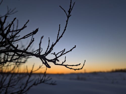 Barren Branches in Winter at Dusk