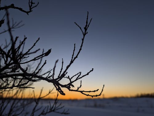 A tree branch with snow on it at sunset