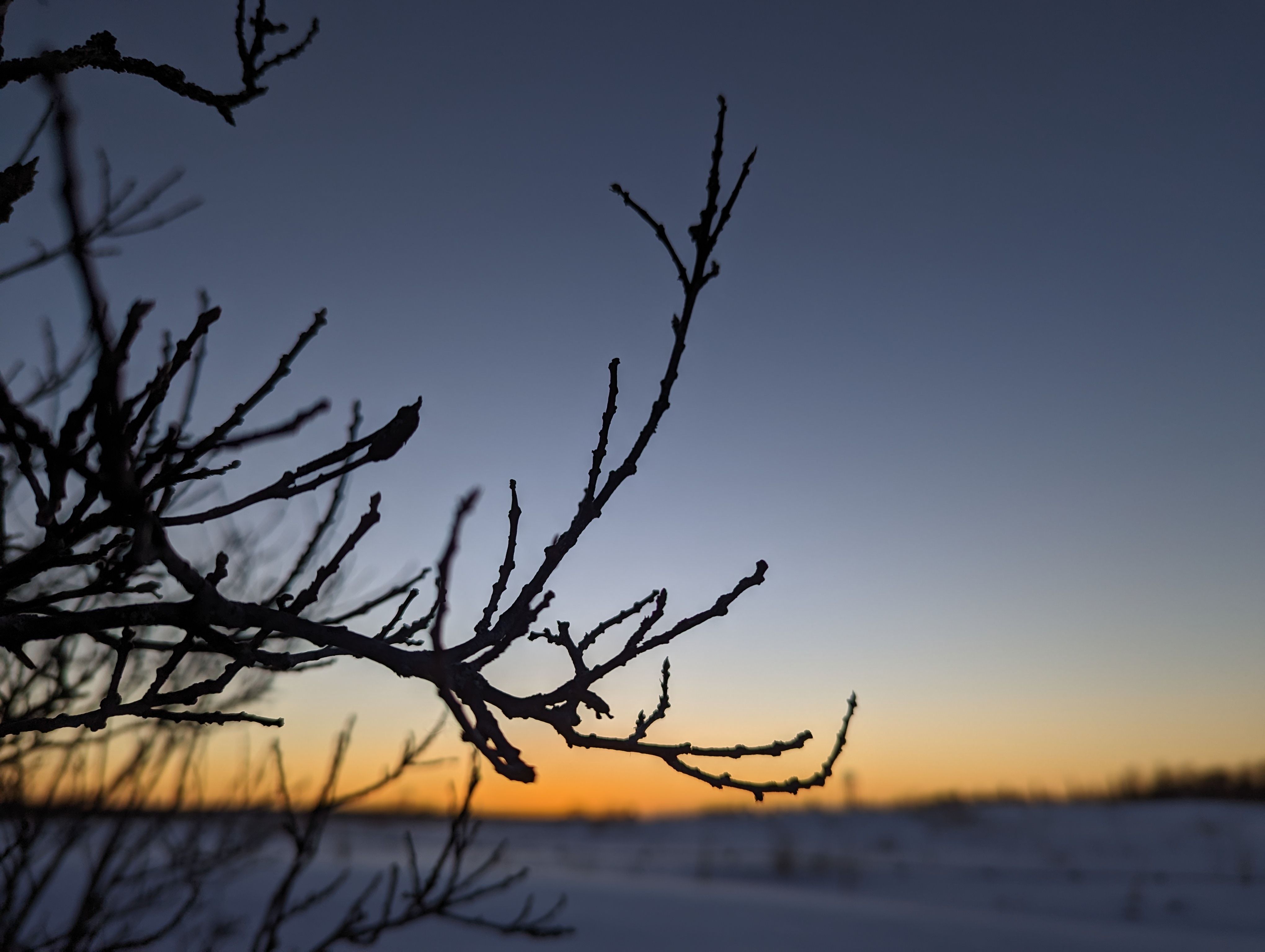 Bare Branches in Winter at Sunset · Free Stock Photo