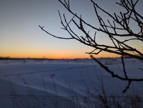 Silhouette of a Tree Branch at Dusk in Winter 