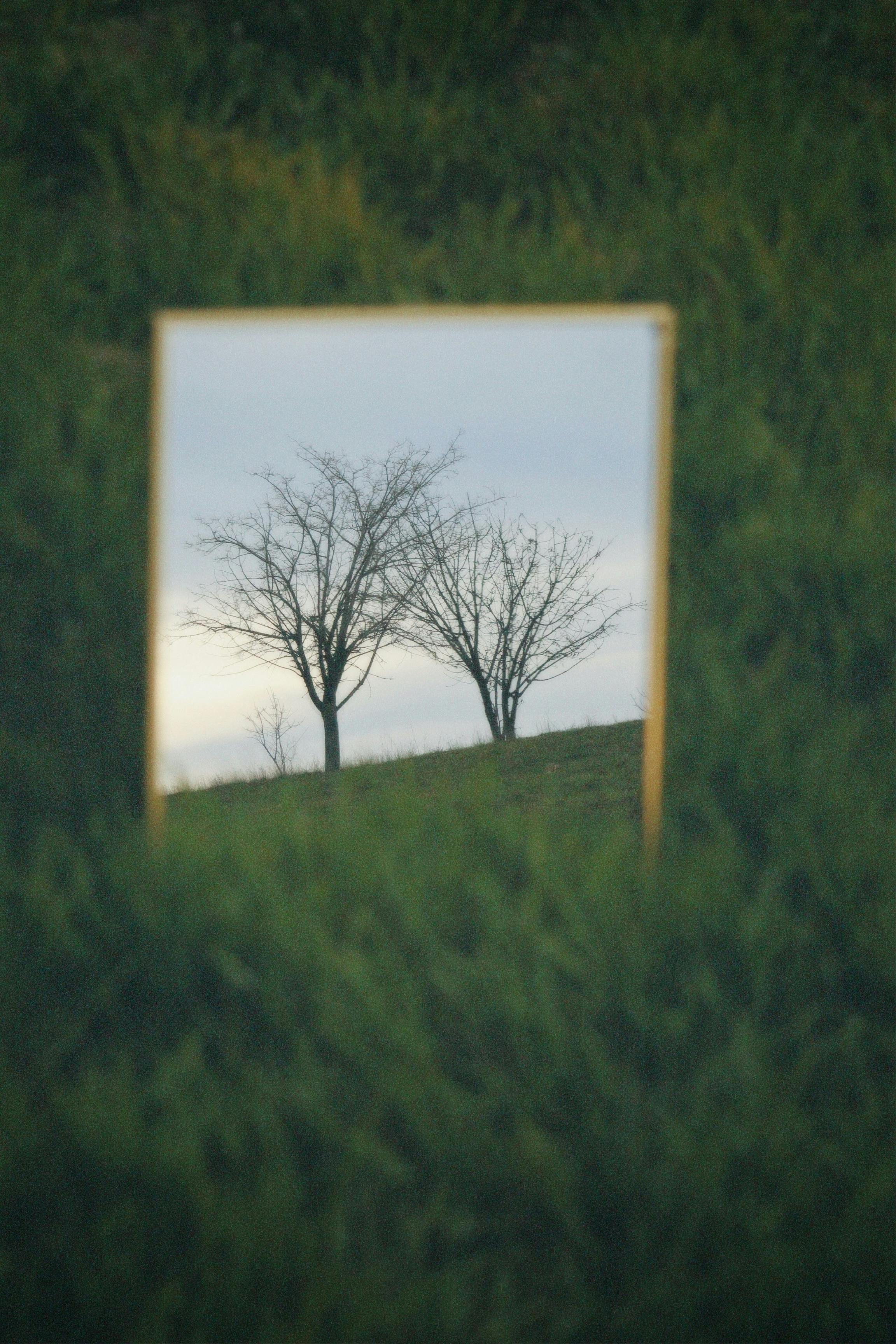 A creative mirror reflection capturing bare trees in a grassy meadow, showcasing nature's artistic beauty.