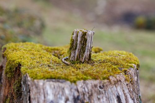 Free Close-up of a moss-covered tree stump in Las Fraguas, Cantabria, Spain. Stock Photo