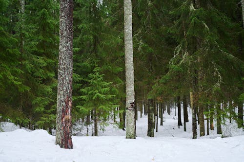 Foto d'estoc gratuïta de arbres, bosc, constipat