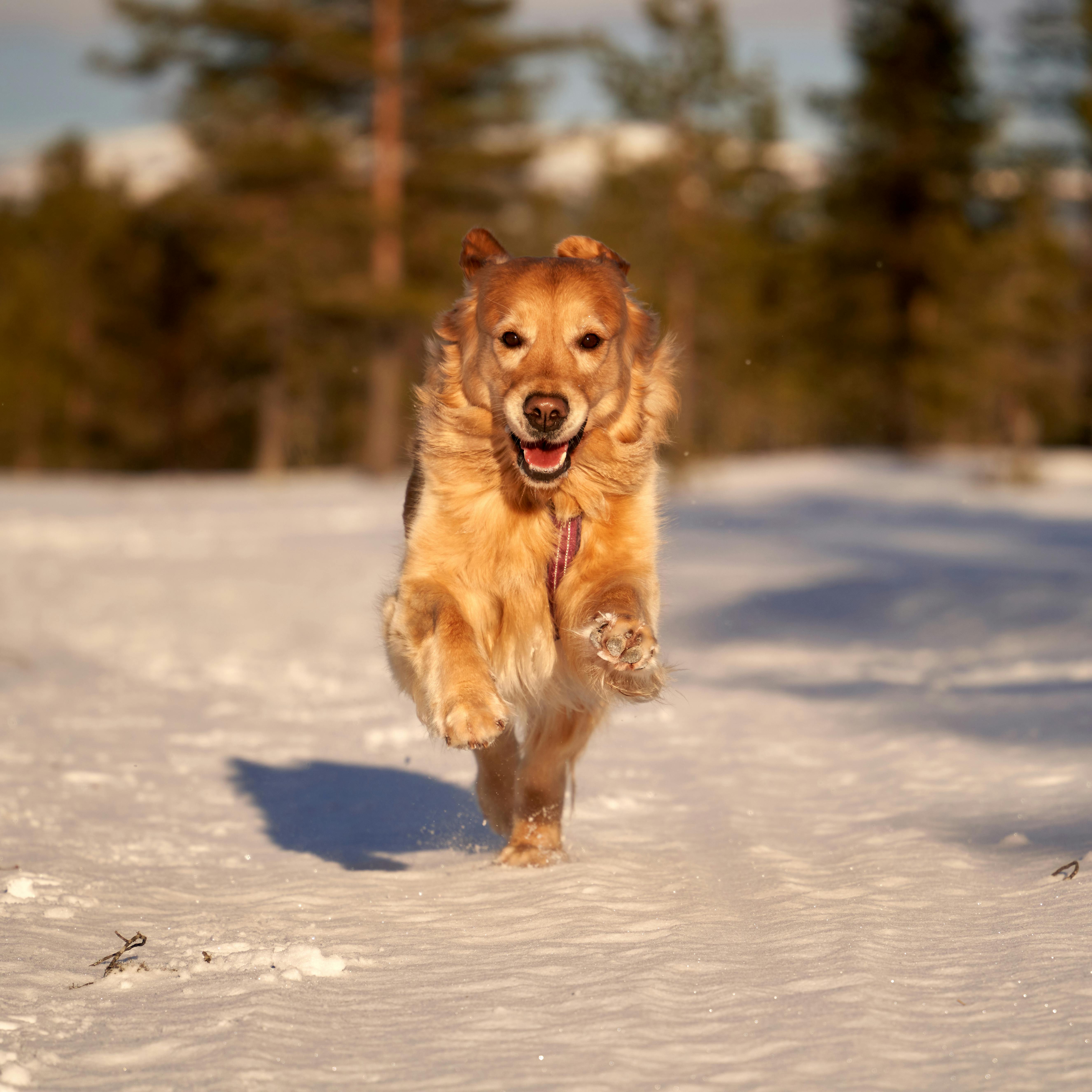 A golden retriever leaps through the air with pure joy, its fur dusted with snow as it bounds across a snow-covered field.