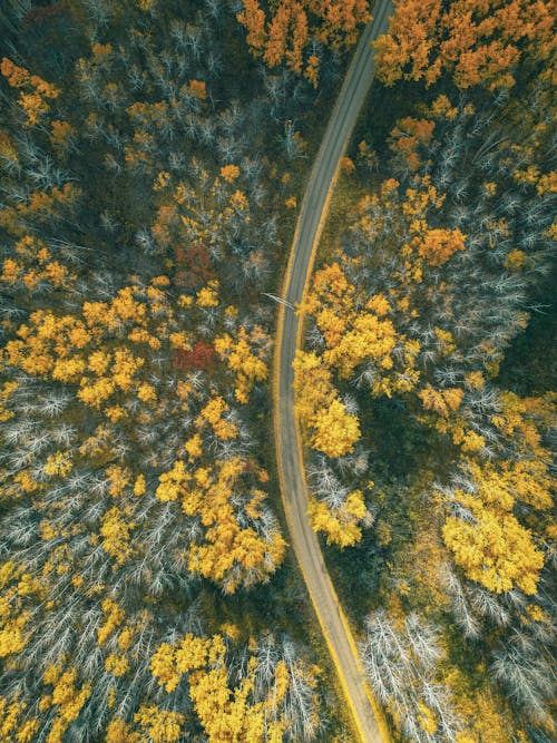 Yellow Trees around Road in Autumn