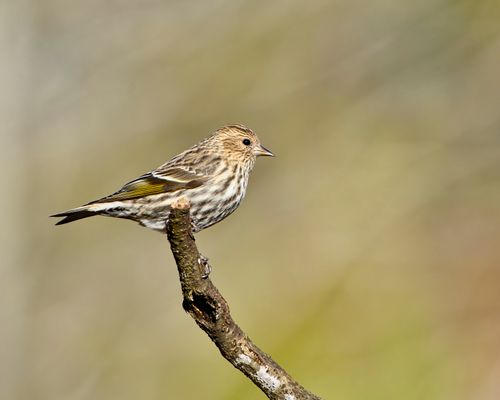 Free Close-up of a pine siskin perched gracefully on a branch, showcasing its plumage. Stock Photo