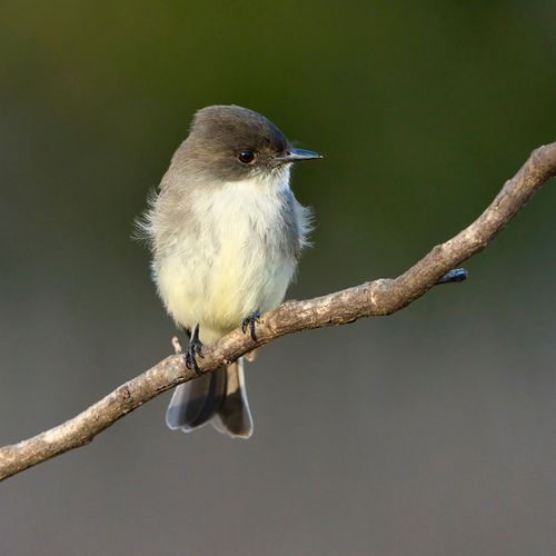 Free A detailed image of an Eastern Phoebe bird resting on a branch, showcasing its natural habitat. Stock Photo