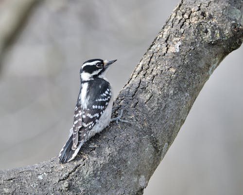 Downy Woodpecker on Tree Branch