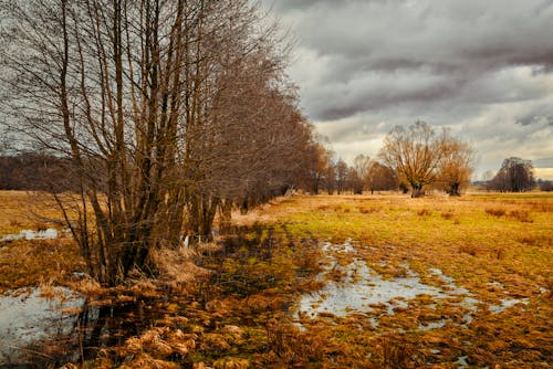 木, 沼地, 田舎の無料の写真素材