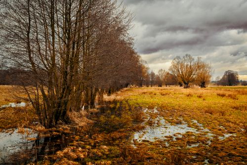 Free Peaceful autumn scene with bare trees reflected in a grassy wetland under cloudy skies. Stock Photo