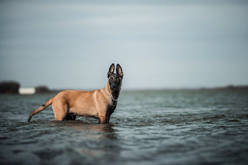 Foto profissional grátis de água, animal de estimação, cachorro