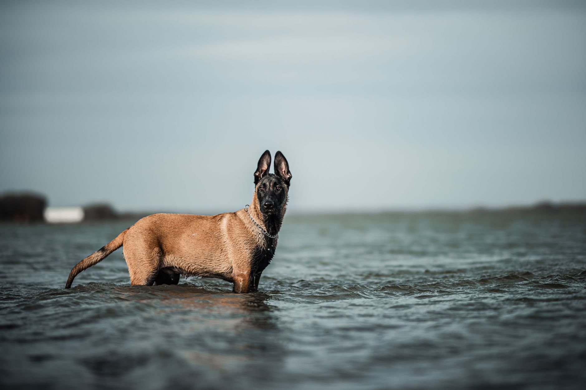 6. The Belgian Malinois: For Experienced Handlers Only