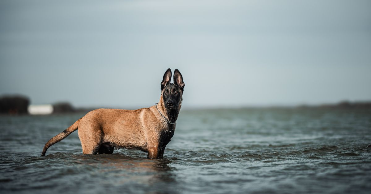 A Belgian Malinois dog standing in shallow water, showcasing its alert posture and calm surroundings.
