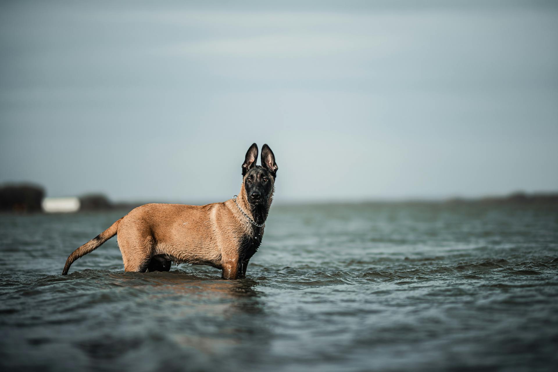 Belgisk malinois i vattnet vid stranden