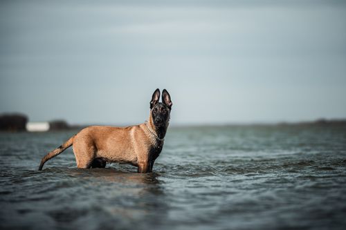 Free A Belgian Malinois dog standing in shallow water, showcasing its alert posture and calm surroundings. Stock Photo