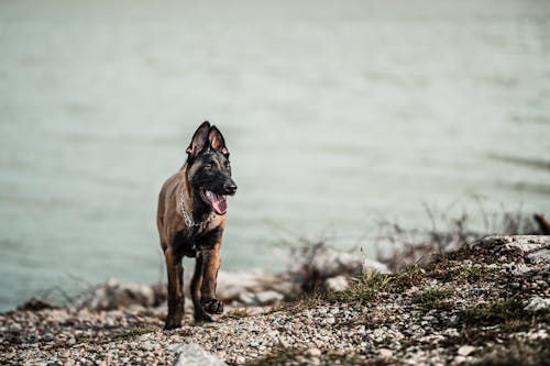 Ingyenes stockfotó állatfotók, belga malinois, házi kedvenc témában