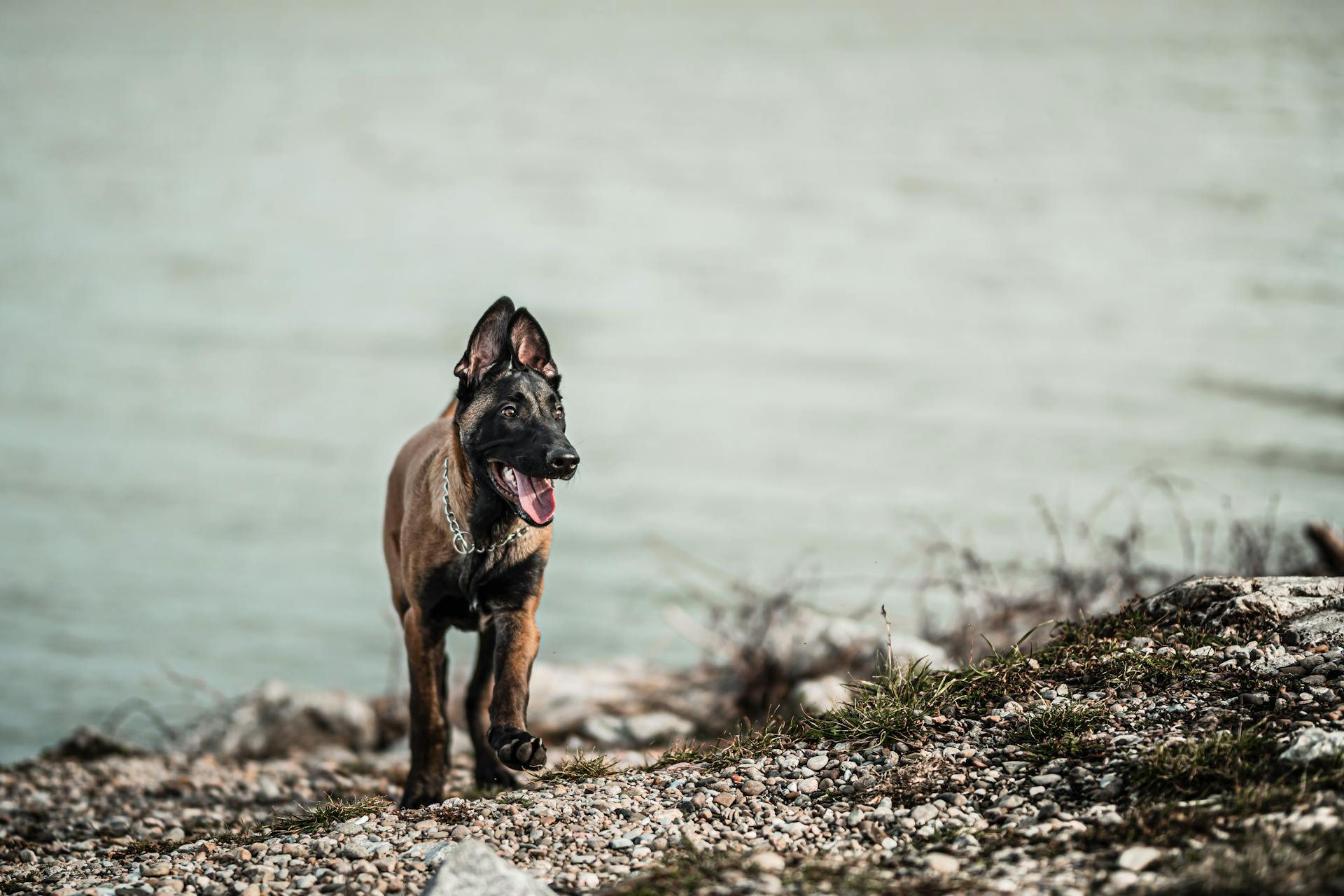 Puppy Dog on Sea Shore