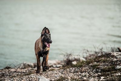 Belgisk vallhund – hundras