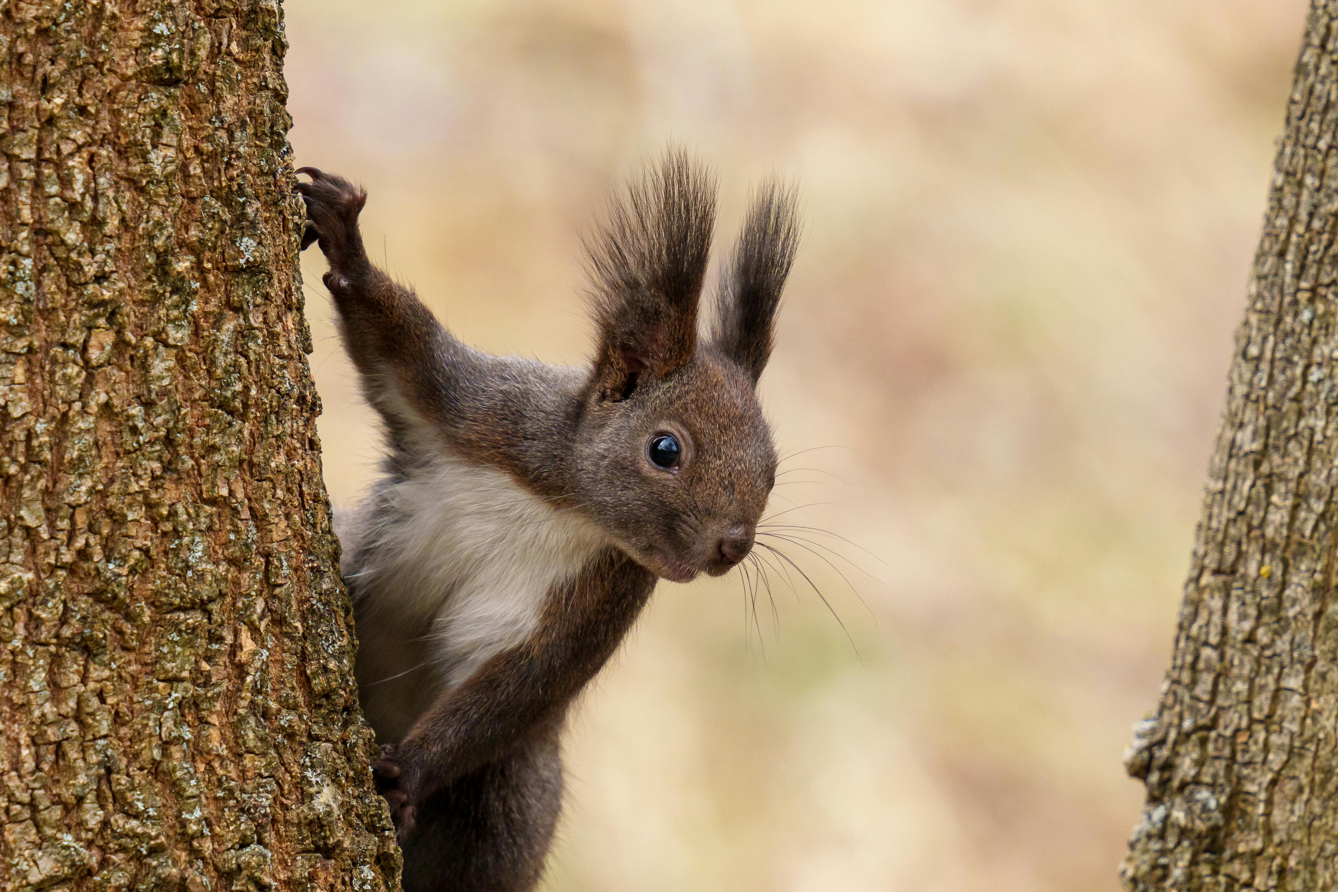 squirrel, (family Sciuridae), generally, any of the 50 genera and 268 species of rodents whose common name is derived from the Greek skiouros, meaning “shade tail,” which describes one of ...