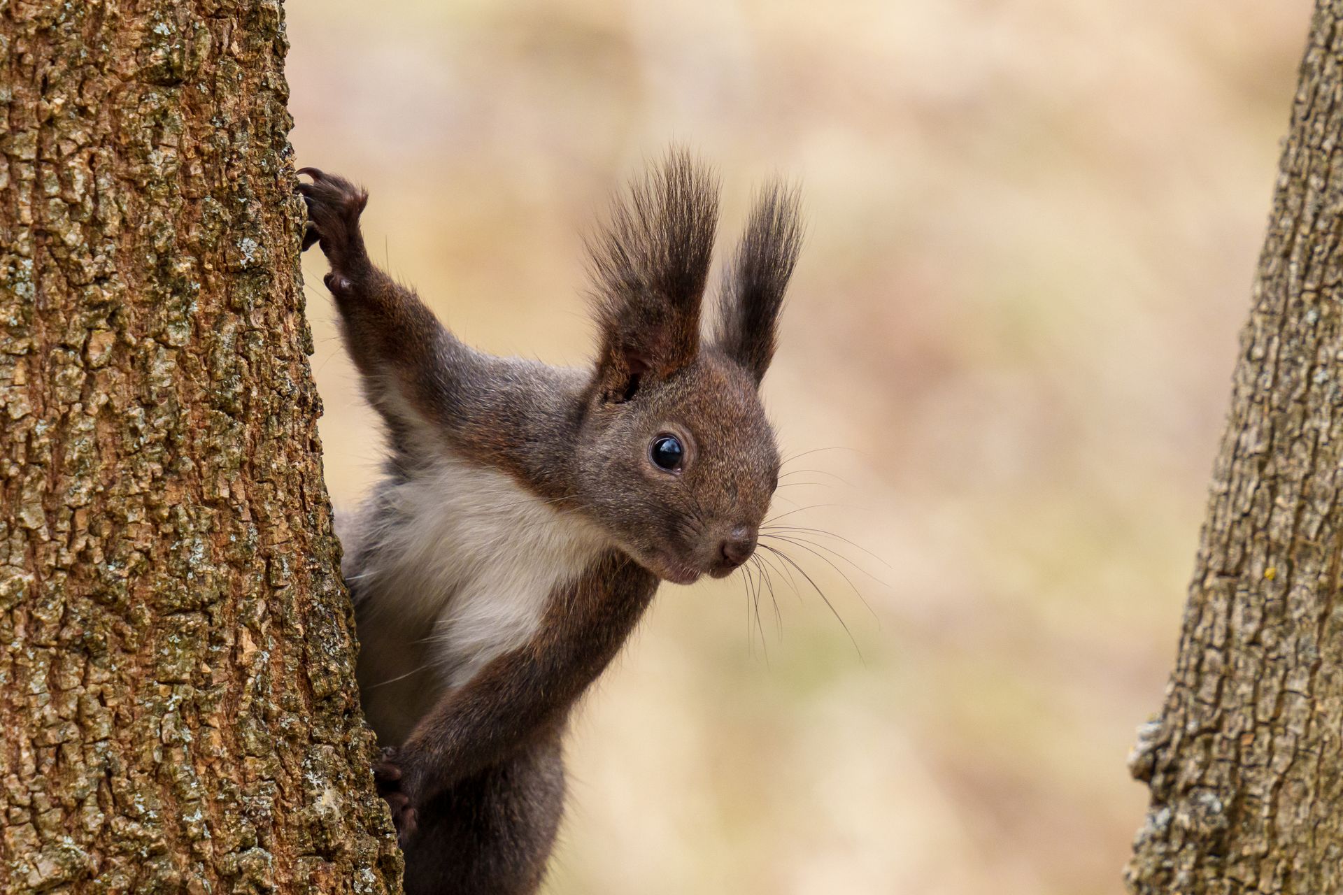 squirrel, (family Sciuridae), generally, any of the 50 genera and 268 species of rodents whose common name is derived from the Greek skiouros, meaning “shade tail,” which describes one of ...