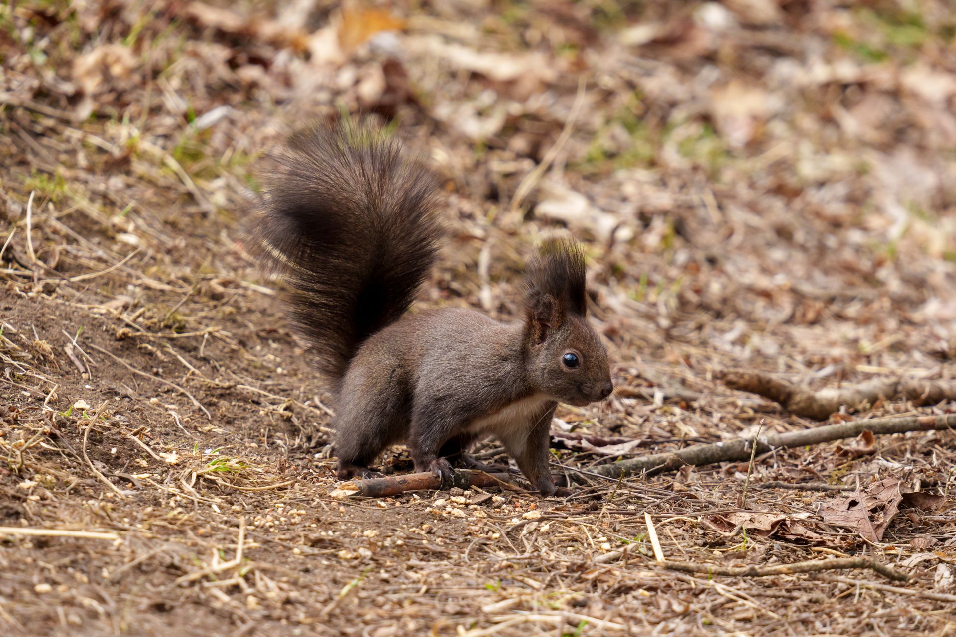 squirrel, (family Sciuridae), generally, any of the 50 genera and 268 species of rodents whose common name is derived from the Greek skiouros, meaning “shade tail,” which describes one of ...