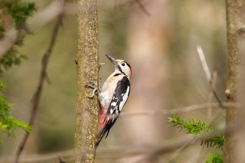The Syrian woodpecker (Dendrocopos syriacus) is a member of the woodpecker family, the Picidae. 
