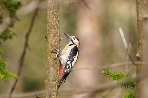 動物, 斑点を付けられたキツツキ, 木材の無料の写真素材