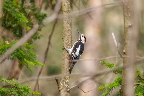 Free A great spotted woodpecker perched on a tree in a lush green forest. Stock Photo