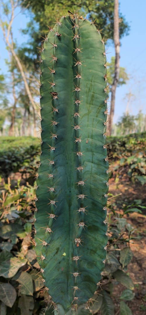 Cactus Close up