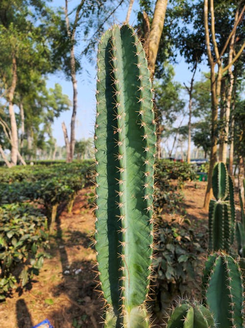 Cactus Close up