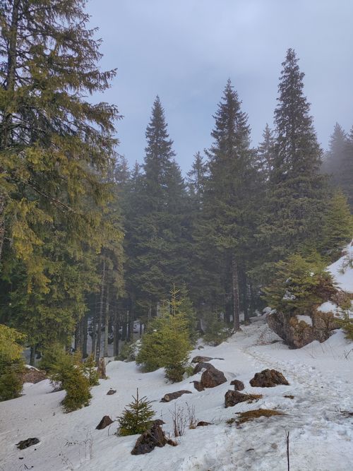 Free Tranquil winter forest scene with snow-covered evergreen trees and misty ambiance. Stock Photo
