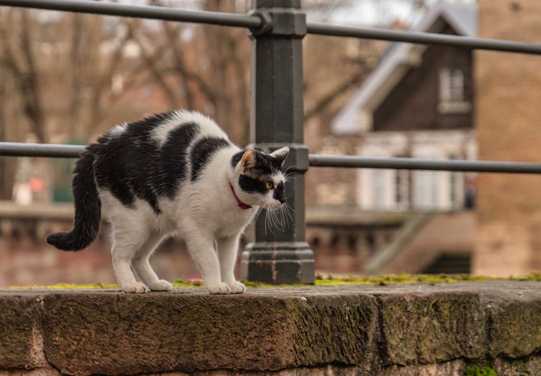 Kostenloses Stock Foto zu geländer, haustier, katze