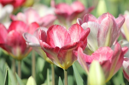 Pink Greigs Tulips