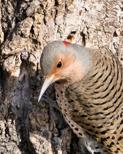 Northern Flicker Bird