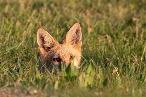 Free A fox peeks through tall grass, blending into nature. Captured at sunset with vibrant tones. Stock Photo