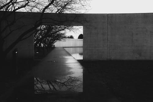 Imagine de stoc gratuită din alb-negru, arbori, beton