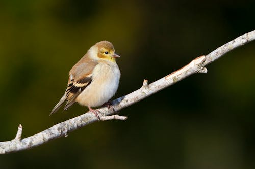 Δωρεάν στοκ φωτογραφιών με american goldfinch, βρύση, επιλεκτική εστίαση