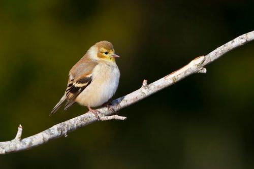 Free A vibrant American Goldfinch perches on a branch against a green background, showcasing nature's beauty. Stock Photo