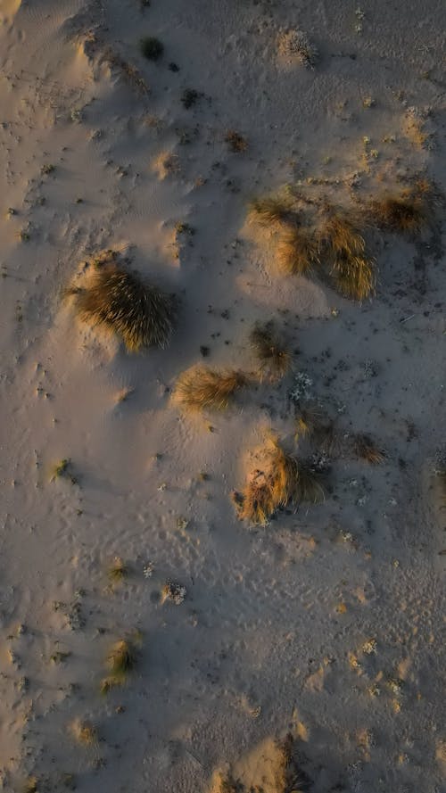 Weeds on Beach Sand