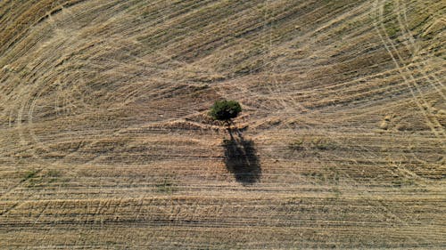 Imagine de stoc gratuită din arbore, câmp, fotografie cu drona