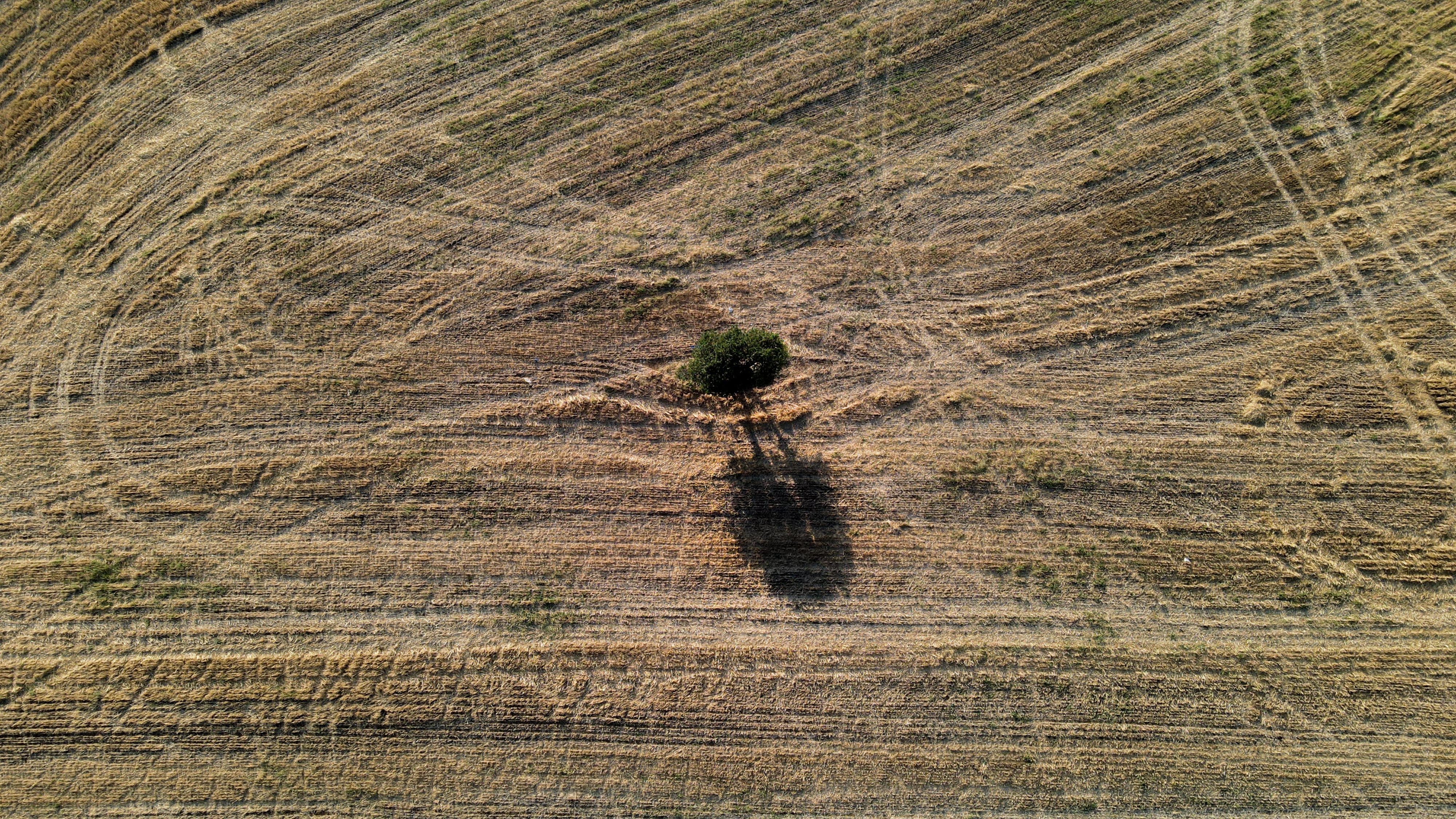 Tree In Land Photos, Download The BEST Free Tree In Land Stock Photos ...