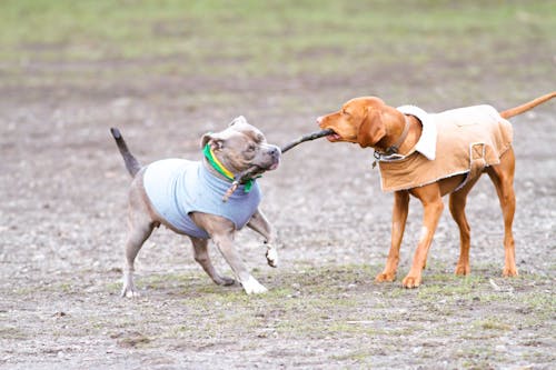 Dogs Playing