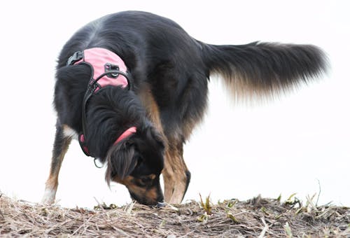 Gratis arkivbilde med hund