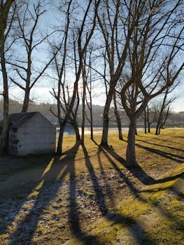 Serene winter scene of trees casting long shadows in a Pontevedra park.