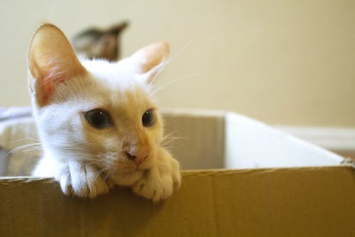 Enchanting White Kitten Emerges Playfully from Cozy Cardboard Box