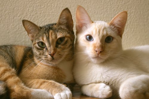 Captivating Composition: Beautiful Brown and White Cats Posing Together in Perfect Harmony for a Charming Portrait Moment