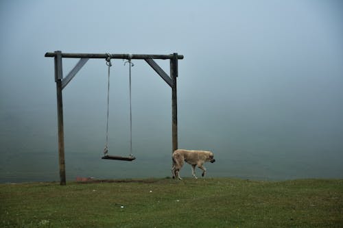 Dog near Swing on Grassland under Fog