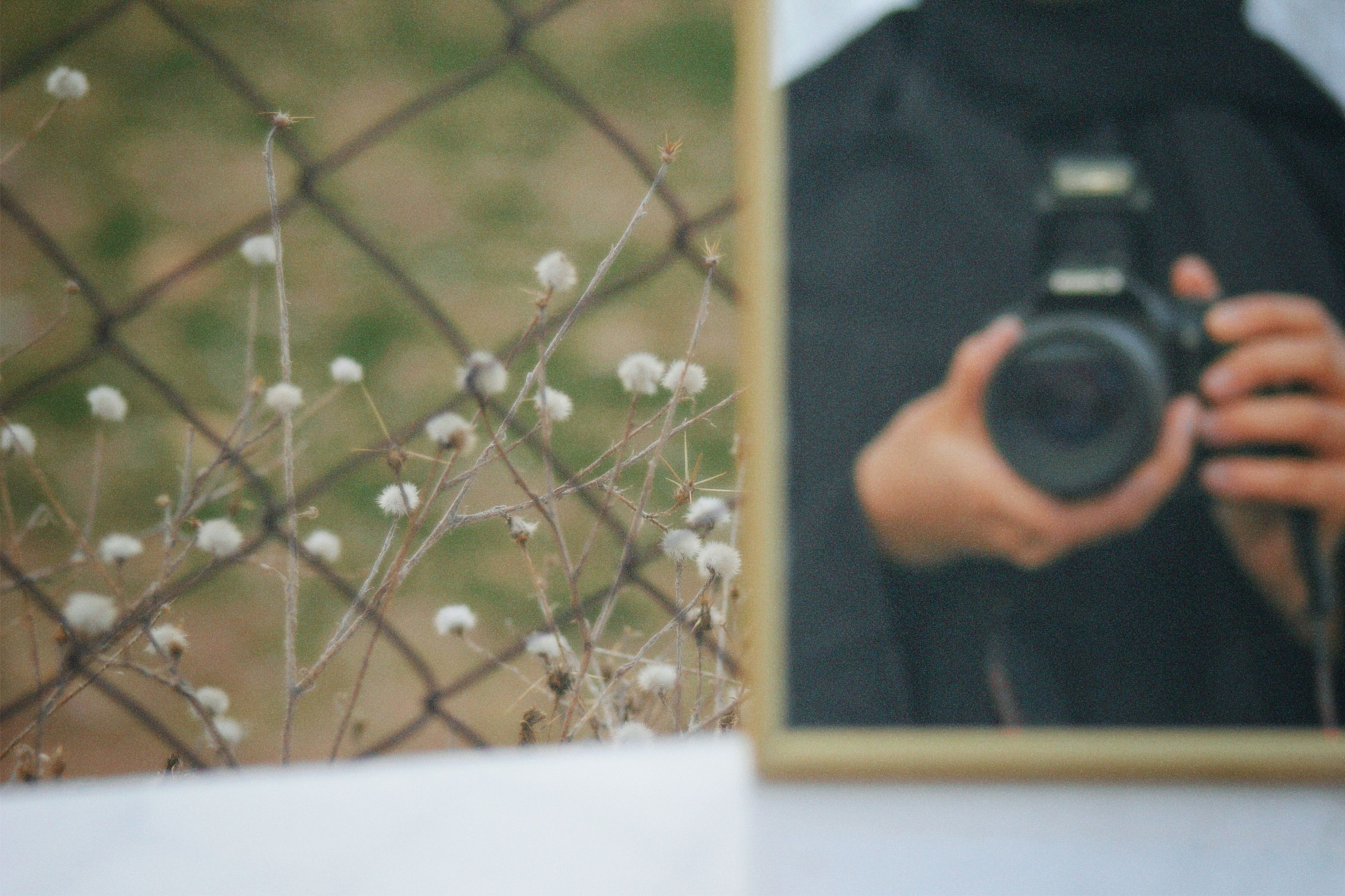 Mirror reflection of a person holding a camera with dried flowers in the background.